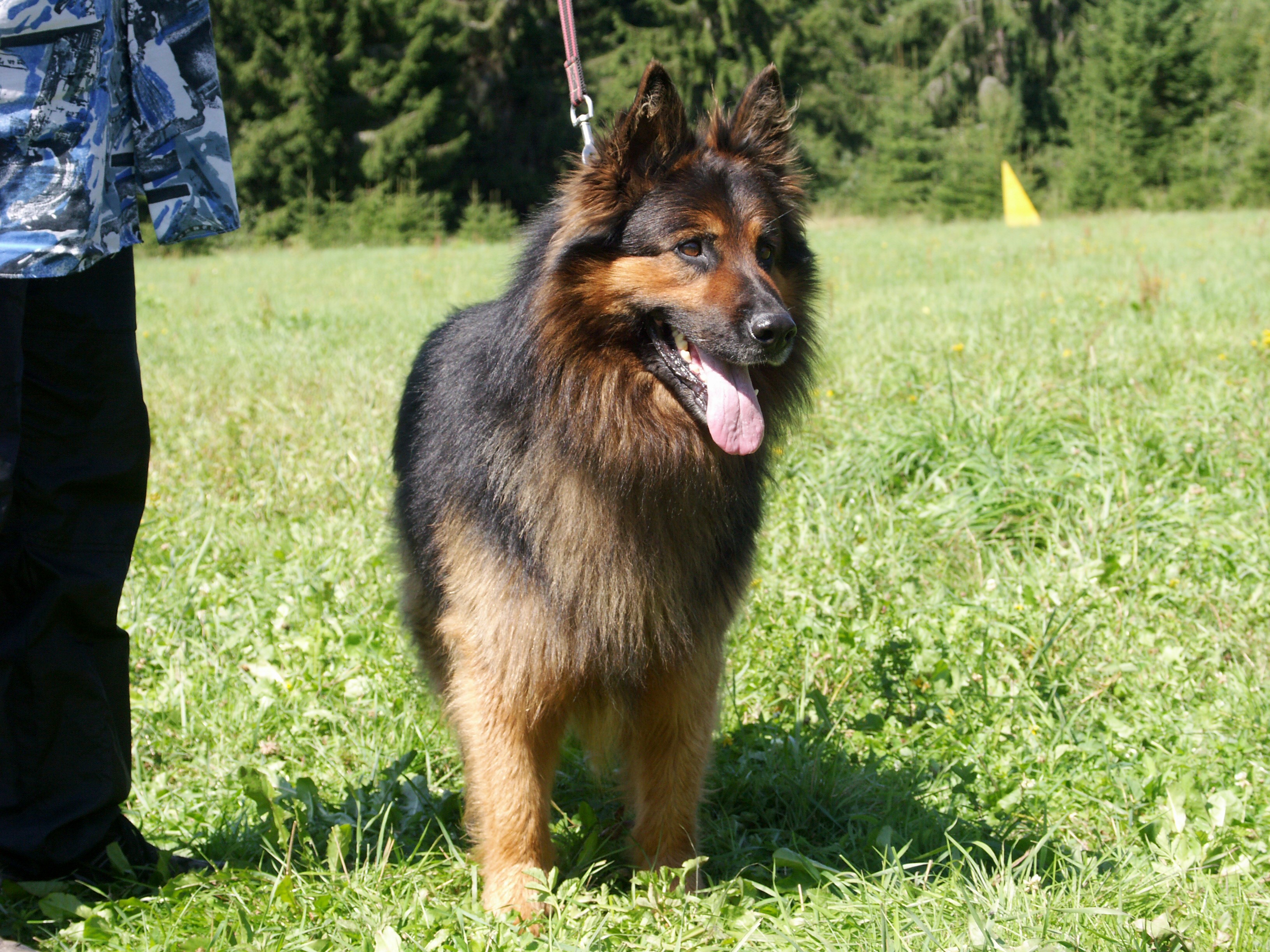 šumava 2006 (1).jpg